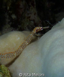 ... diving in Shark & Jolanda reef -  Ras Mohammed - 
Sh... by Rita Meloni 